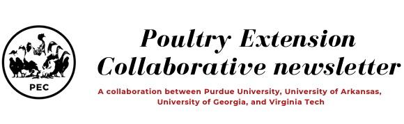 Cold temperatures can have severe consequences for poultry health and welfare - Image 1