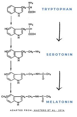 Tryptophan: The link between poultry welfare & nutrition - Image 2