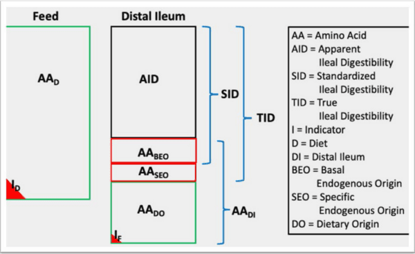 Total amino acid level affects the results of standardized ileal digestibility assays for feed ingredients for swine - Image 16