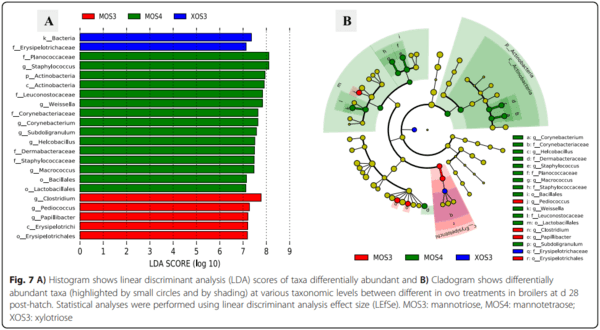 Effects of in ovo delivered xylo- and mannan- oligosaccharides on growth performance, intestinal immunity, cecal short-chain fatty acids, and cecal microbiota of broilers - Image 13
