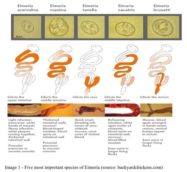 Coccidiosis in poultry - Image 1