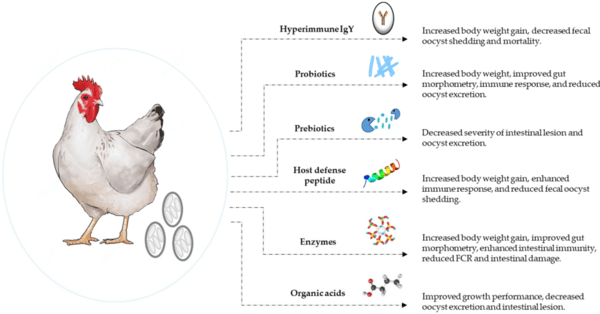 Coccidiosis: Recent Progress in Host Immunity and Alternatives to Antibiotic Strategies - Image 3