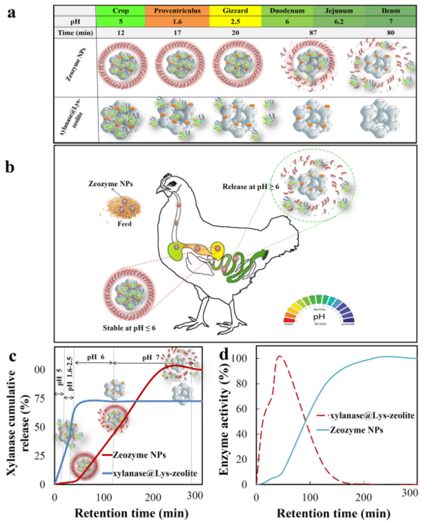 Zeolite-based nanocomposite as a smart pH-sensitive nanovehicle for release of xylanase as poultry feed supplement - Image 2