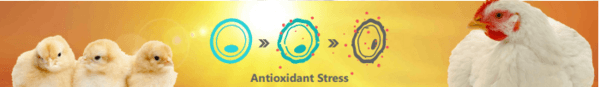 Systemic Enzymes: A Cover Against Heat Stress - Image 1
