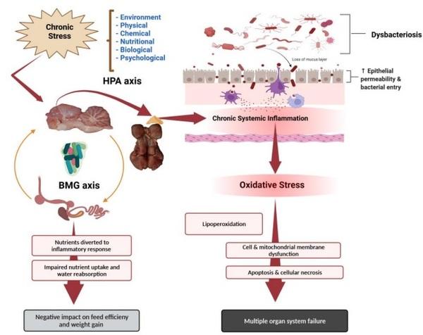 Chronic Stress, Chronic Inflammation, and Mitochondrial Dysfunction: The Silent Killers - Image 2