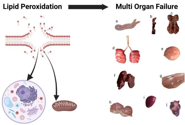 Chronic Stress, Chronic Inflammation, and Mitochondrial Dysfunction: The Silent Killers - Image 5