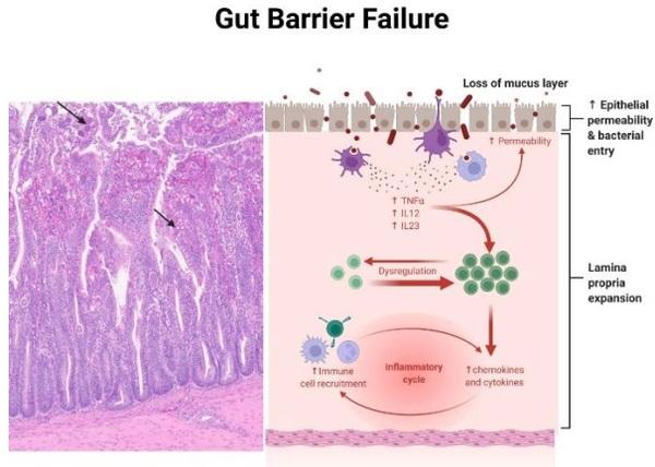 Chronic Stress, Chronic Inflammation, and Mitochondrial Dysfunction: The Silent Killers - Image 3