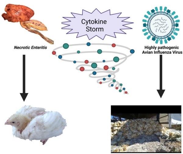 Chronic Stress, Chronic Inflammation, and Mitochondrial Dysfunction: The Silent Killers - Image 4