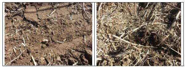 Photographic demonstration to stablish wheat on guar Cyamopsis tetragonoloba with agricultural irrigation, implementing a technological package using sustainable agronomic practices - Image 6