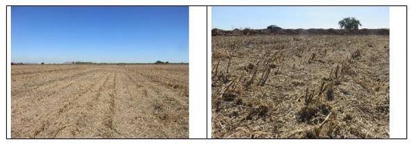 Photographic demonstration to stablish wheat on guar Cyamopsis tetragonoloba with agricultural irrigation, implementing a technological package using sustainable agronomic practices - Image 4