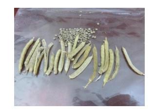 Photographic demonstration to stablish wheat on guar Cyamopsis tetragonoloba with agricultural irrigation, implementing a technological package using sustainable agronomic practices - Image 1