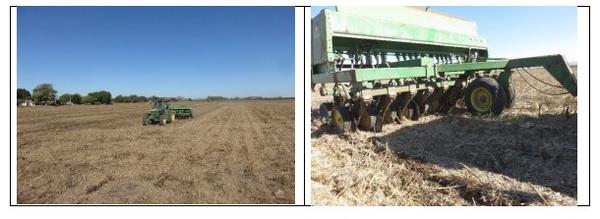 Photographic demonstration to stablish wheat on guar Cyamopsis tetragonoloba with agricultural irrigation, implementing a technological package using sustainable agronomic practices - Image 5