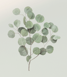 Eucalyptus 