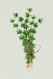 Thyme 
