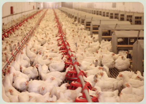 Heatstressin livestock andits negativeimpact