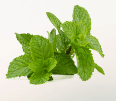 Mint 