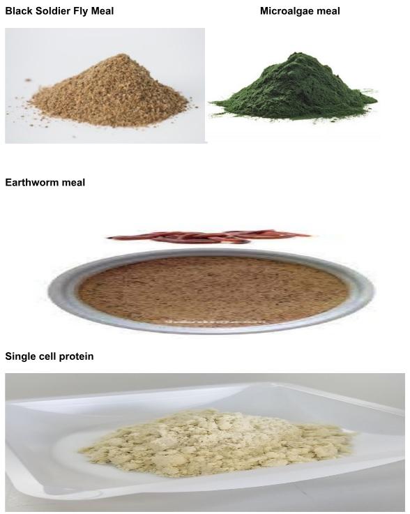 Animal Nutrition, A Modern Approach - Image 9