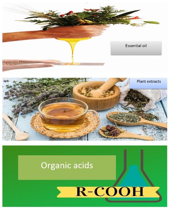 Animal Nutrition, A Modern Approach - Image 1