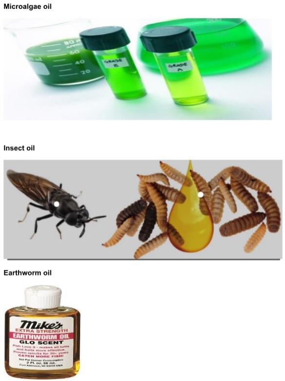 Animal Nutrition, A Modern Approach - Image 10