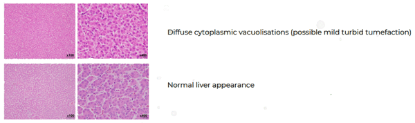 How to meet the needs of choline in an efficient and cost-effective way - Image 2
