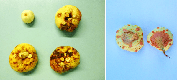 Isolation, Identification, and Determination of the Virulence of the Causal Agents of Corm Rot of Saffron (Crocus sativus L.) in Valle de Uco, Argentina - Image 1