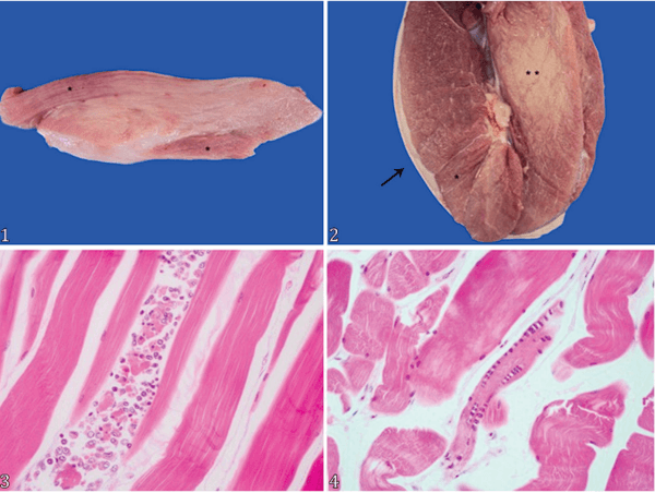 Natural and experimental salinomycin poisoning associated with the use of florfenicol in pigs - Image 1