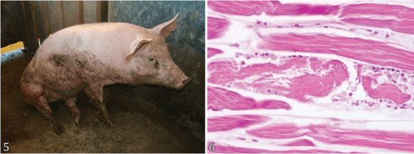 Natural and experimental salinomycin poisoning associated with the use of florfenicol in pigs - Image 3