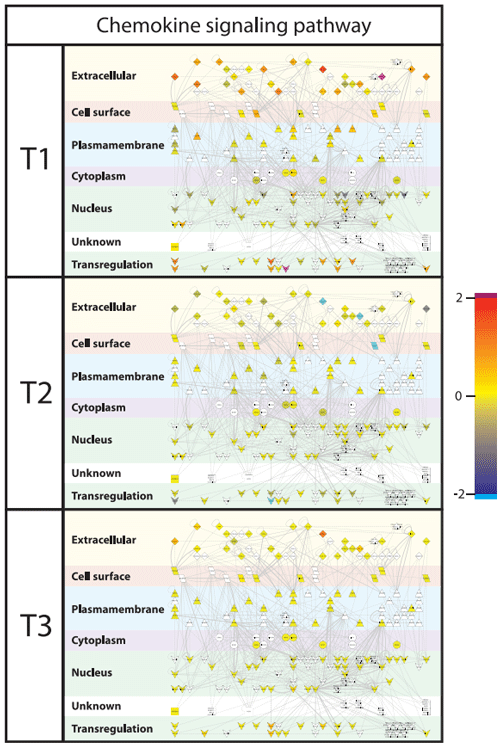 Figure 8. Chemokine signalling network. Interactions of genes associated with chemokine pathways were extracted from innateDB [42] and visualized in CytoScape. Nodes (genes) are coloured by their expression, where blue is low expression and red is high expression. Furthermore, localization of gene products within the cell was predicted using Cerebral [45]. Abbreviations used: T1; Treatment 1, T2; Treatment 2, T3; Treatment 3. doi:10.1371/journal.pone.0100040.g008