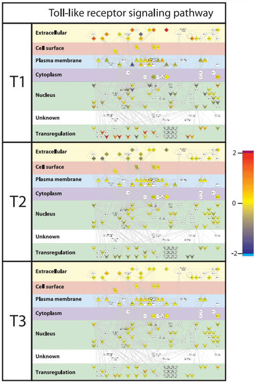 Figure 7. Toll-like receptor signalling pathway. Interactions of genes associated with Toll-like receptor pathways were extracted from innateDB [42] and visualized in CytoScape. Nodes (genes) are coloured by their expression, where blue is low expression and red is high expression. Furthermore, localization of gene products within the cell was predicted using Cerebral [45]. Abbreviations used: T1; Treatment 1, T2; Treatment 2, T3; Treatment 3. doi:10.1371/journal.pone.0100040.g007