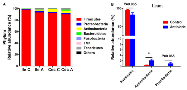 FIGURE 3 | Phylum-level composition. (A) The phylum-level taxonomic composition of Average relative ileal and cecal microbiota in suckling piglets. (B) The changed bacterial phyla found in ileum. The values are expressed as the means ± SEM, with eight piglets per group. Asterisks indicated statistically significant difference from control (Mann–Whitney U-test): ∗P < 0.05 Abbreviations: Ile-C, Ileum-Control; Ile-A, Ileum-Antibiotic; Cec-C, Cecum-Control; Cec-A, Cecum-Antibiotic.