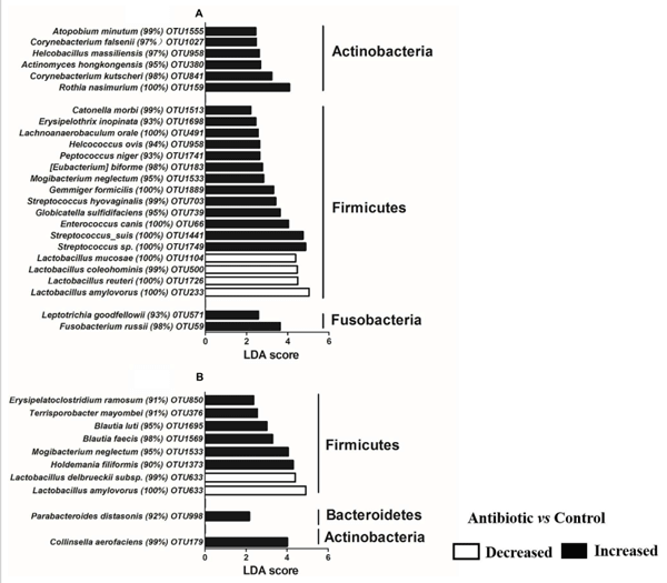 FIGURE 5 | Significantly changed bacteria OTUs in ileum (A) and cecum (B) by antibiotic treatment at OTUs levels, as revealed by LefSe analysis. An LDA score of > 2 was considered significant.