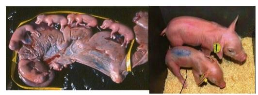 Rations for Early Weaned Pig - Image 3