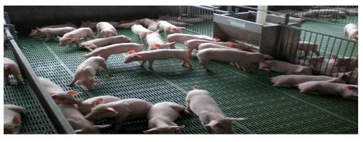 Rations for Early Weaned Pig - Image 1