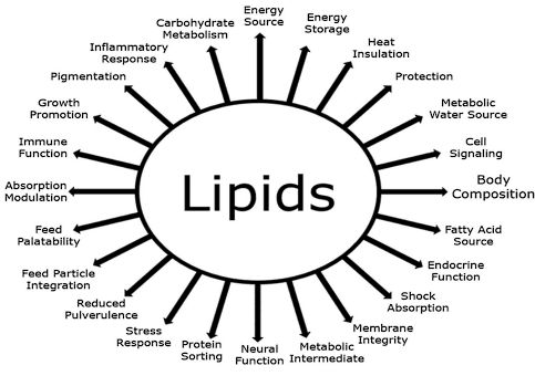 Physiology of lipid digestion and absorption in poultry: An updated review on the supplementation of exogenous emulsifiers in broiler diets - Image 1