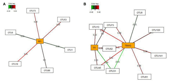 FIGURE 3 | Determination of potential key operational taxonomic units (OTUs) at 16 days post-hatch for (A) residual feed intake (RFI) and (B) performance traits [total feed intake (TFI) and total body weight gain (TBWG) between 9 and 14 days post-hatch] in chickens ranked on RFI and fed either ad libitum or restrictively. Covariations between the relative abundances of bacterial OTUs in the feces and RFI, and performance traits using sparse partial least squares regression. The OTUs were included in the analysis if they occurred in at least half of the chickens. The network is displayed graphically as nodes (OTUs and performance traits) and edges (biological relationships between the nodes), with the edge color intensity indicating the level of the association: red = positive, and green = negative. Only the strongest pairwise associations were displayed, with score threshold depending of the respective association. The association scores are indicated under each edge. The cut-off threshold for the pairwise associations scores were 0.20 (positive and negative) in (A), and 0.30 (positive and negative) in (B).