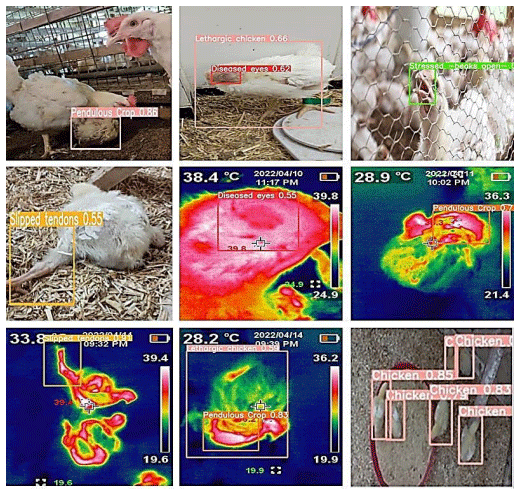 Figure 12. Thermal and optical surveillance cameras for chicken and hen detection, body temperature illustration, and pathological phenomena identifications inside the poultry houses.