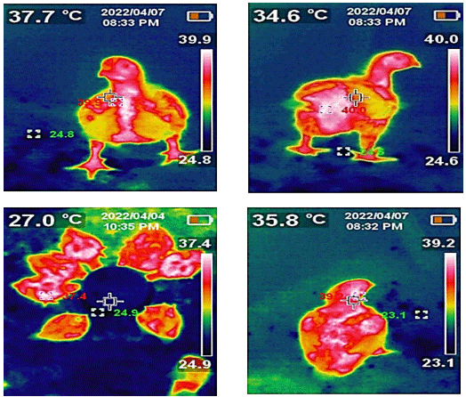 Figure 1. Typical examples of thermal images.