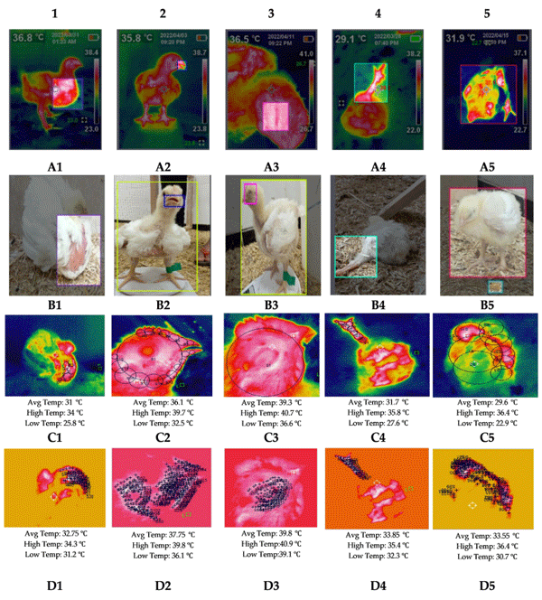 Figure 2. Typical classes include labeled images from a broiler dataset. Pendulous crop (1), stressed (beaks open) (2), diseased eyes (3), slipped tendons (4), and lethargic chicken (5). The rows (A1–A5,B1–B5) show ROIs of thermal and visual images with their varied annotations and the rows (C1–C5,D1–D5) show different types of thermal analysis.