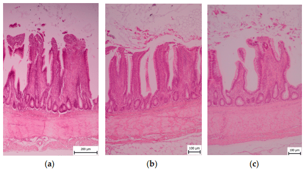 Figure 4. Microscopic section of broiler ileum segments of Coarse, Medium, and Fine groups. (a) Coarse; (b) Medium; (c) Fine. Figure 4. Microscopic section of broiler ileum segments of Coarse, Medium, and Fine groups. (a) Coarse; (b) Medium; (c) Fine.