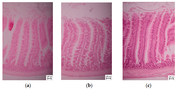 Figure 3. Microscopic section of broiler jejunum segments of Coarse, Medium, and Fine groups. (a) Coarse; (b) Medium; (c) Fine.