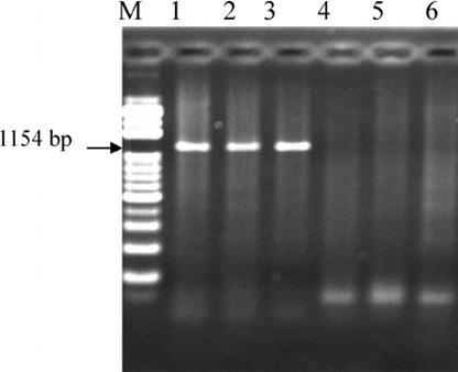 Effects of fermentation products of < i> Ganoderma lucidum< i/> on growth performance and immunocompetence in weanling pigs - Image 1