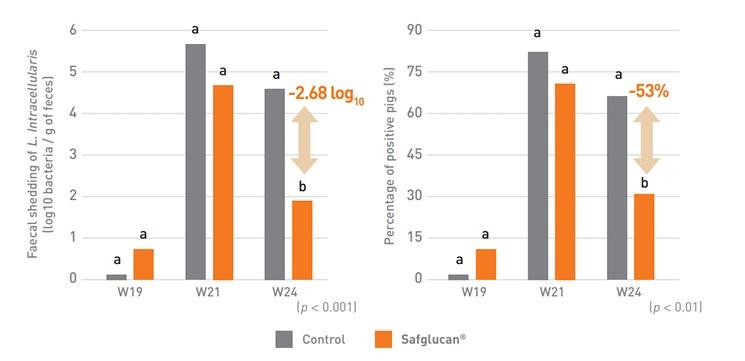 Mitigating the negative impact of Lawsonia intracellularis to improve intestinal resilience and pig performance. - Image 3