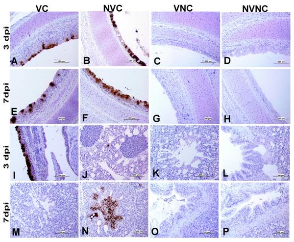 Impact of Maternal Antibodies on Infectious Bronchitis Virus (IBV) Infection in Primary and Secondary Lymphoid Organs of Chickens - Image 6