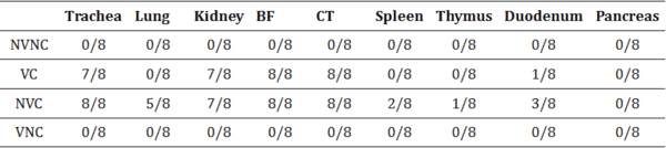 Impact of Maternal Antibodies on Infectious Bronchitis Virus (IBV) Infection in Primary and Secondary Lymphoid Organs of Chickens - Image 11