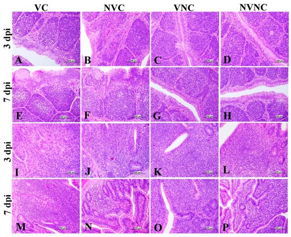 Impact of Maternal Antibodies on Infectious Bronchitis Virus (IBV) Infection in Primary and Secondary Lymphoid Organs of Chickens - Image 15