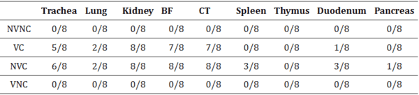 Impact of Maternal Antibodies on Infectious Bronchitis Virus (IBV) Infection in Primary and Secondary Lymphoid Organs of Chickens - Image 10