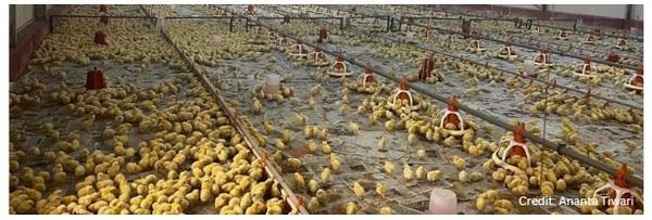 Stocking Density and Broiler Behavior - Image 1