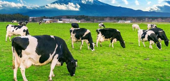 Choline: A required Nutrient for Transition Dairy Cows - Image 1