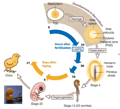 The Pregnant Hen | Engormix