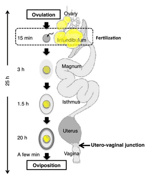 The Pregnant Hen - Image 1